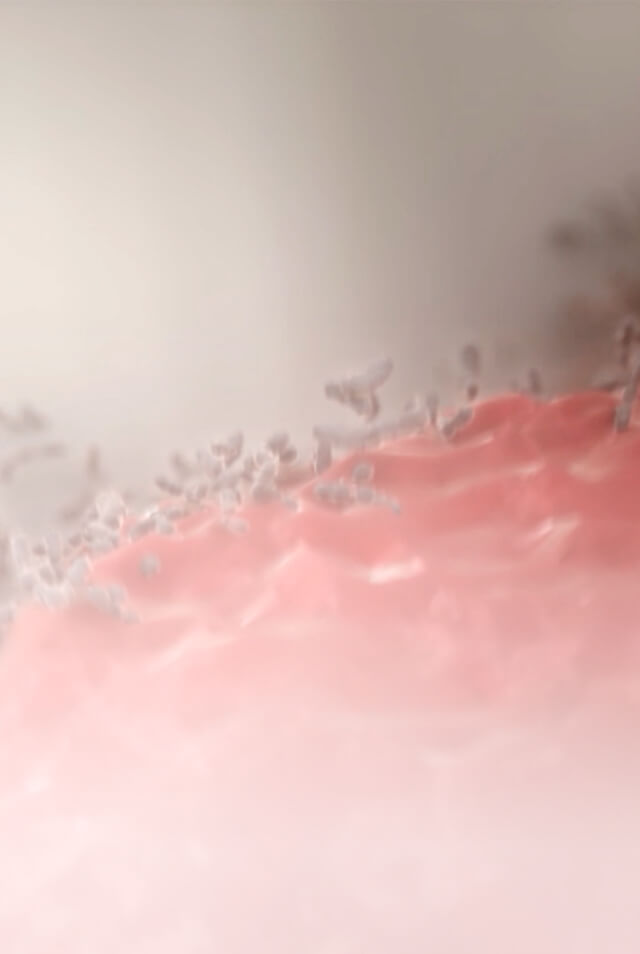Bacteria in gums