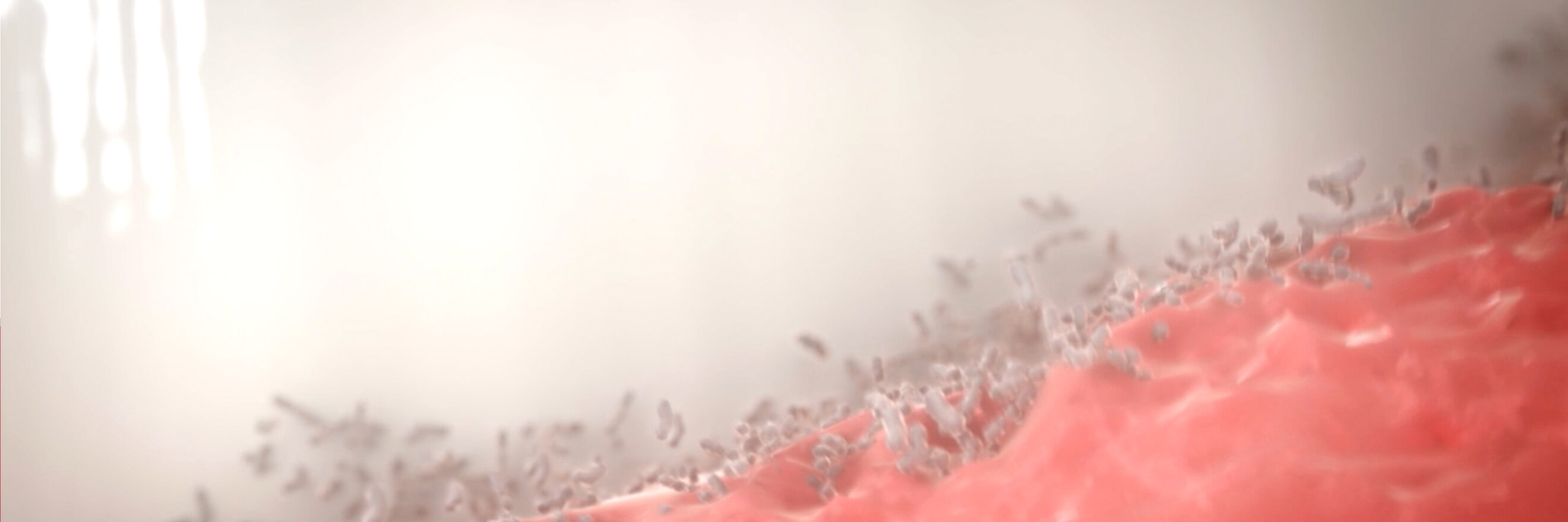 Bacteria in gums